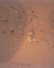 The floor